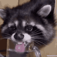 thirsty-hangover (1).gif