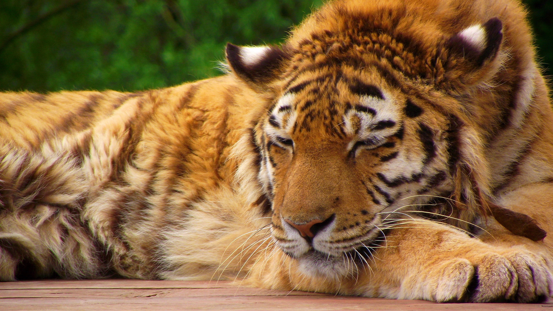 tigr-tigrenok-morda-lapy-spit.jpg