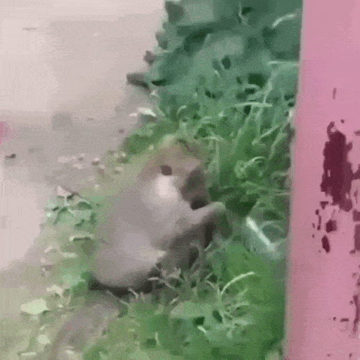 VID_20240531_165808_074 (1)-min.gif