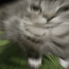 watermelon-cat.gif