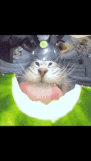 watermelon-cat-watermelon.gif
