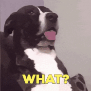 what-what-the (1).gif