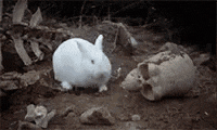 wizardry-variants-daphne-wizardry.gif