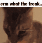 wtf-wtf-gif (1).gif