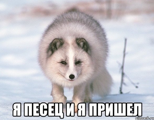 ya-pisec-i-ya-prishel_15739175_orig_.jpeg