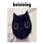 cat-kitty.gif