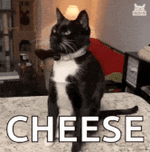 cheese-challenge-cat.gif