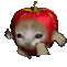 cat-apple.gif