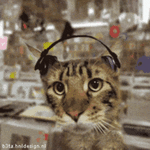 cat-bobbing-head.gif
