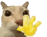 akselav-cat.gif
