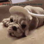 dog (1).gif