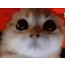 ragey-cat.gif