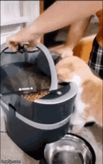 cat-big-bite.gif