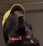 woah-whoa.gif