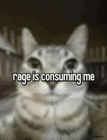 cat (1).gif