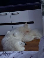 IMG_6035.jpeg