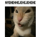 seeker-cat-phantom-cat.gif