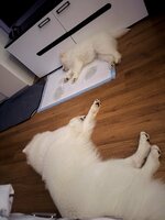 IMG_6312.jpeg