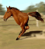 99px_ru_animacii_15198_gnedaja_dvunogaja_loshad_equus_tygydymensis_bejit_po_proselochnoj.gif