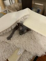 IMG_9586.jpeg