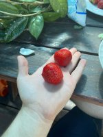 IMG_2303.jpeg