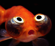 1681227632_animals-pibig-info-p-riba-pucheglazik-zhivotnie-vkontakte-1.png