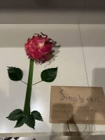 IMG_2251.jpeg