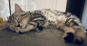 IMG_1489.jpeg