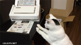 tumblr_4db3d4cca2842c7f5e1eea9900d9b38c_78f070e6_400.gif