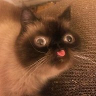 Кошак