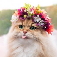 Прия