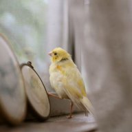 Canary