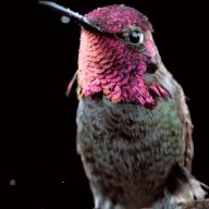 Киберсучечка