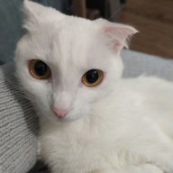 aoi