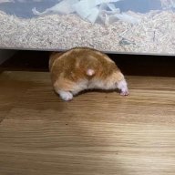 Фризямба
