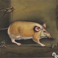 Remconuni