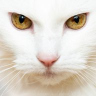 Закись_Ашота