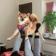 Akita