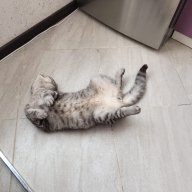 Антон Литвинов