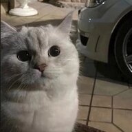 ellibertador