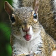 Squirrel