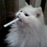 drreris