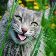 MadCat