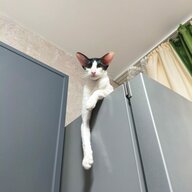 дурзкий