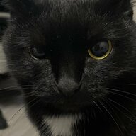 SamuraiTime
