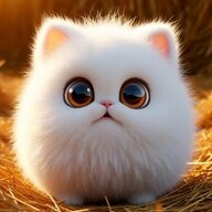 XiaoWu