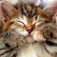 FollyDreams