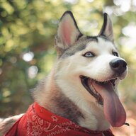 yayasha