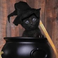 SpicyKitten