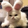 Смотрящий за котами
